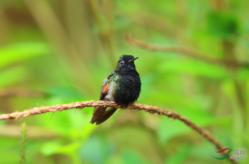 �ڸ�����Black-bellied Hummingbird.jpg