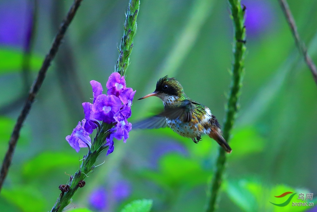 �ڹڷ���Black-crested Coquette.jpg