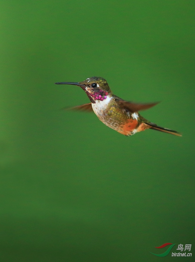 ������Ƿ���Magenta-throated Woodstar.jpg