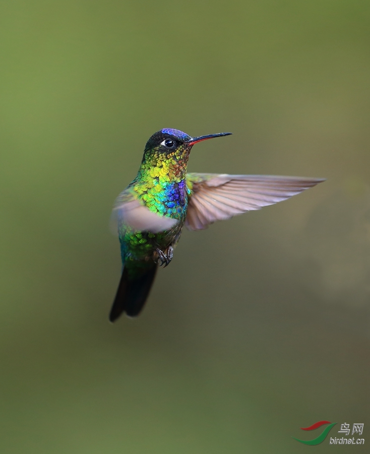 �������Fiery-throated Hummingbird.jpg