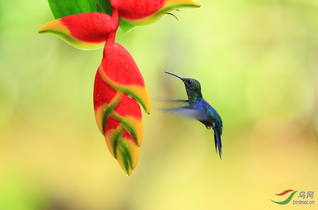 ���ط���Blue-chested Hummingbird.jpg