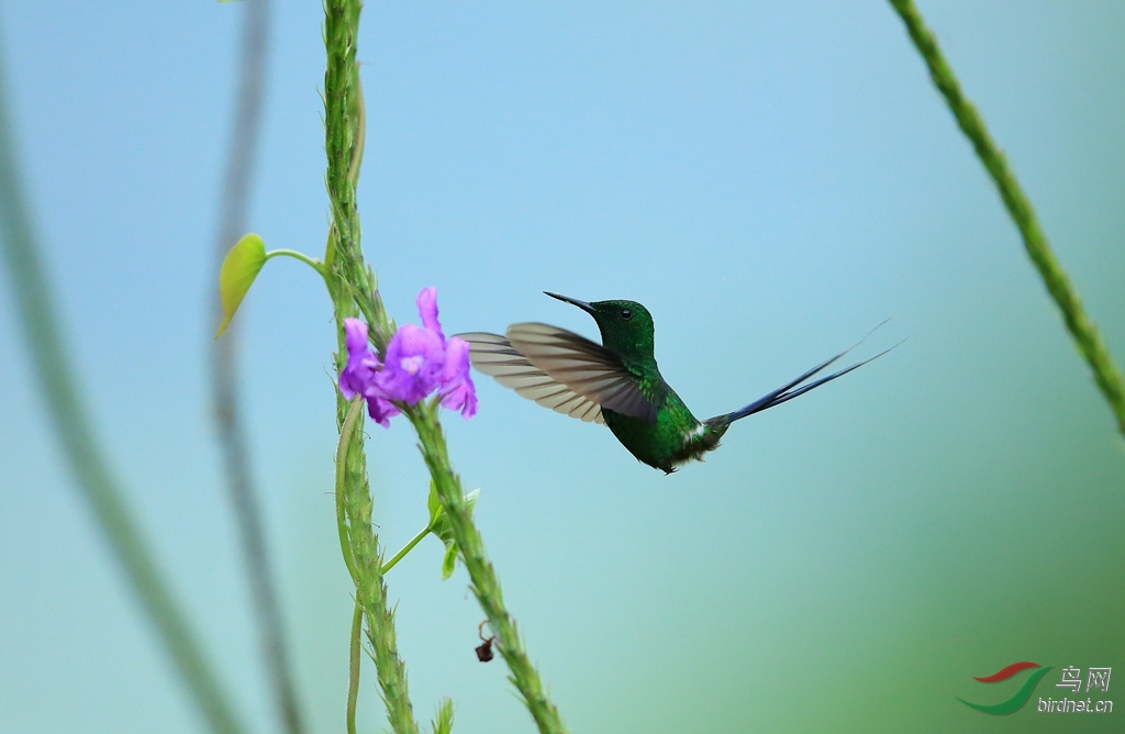 �̴�β����Green Thorntail_����.jpg