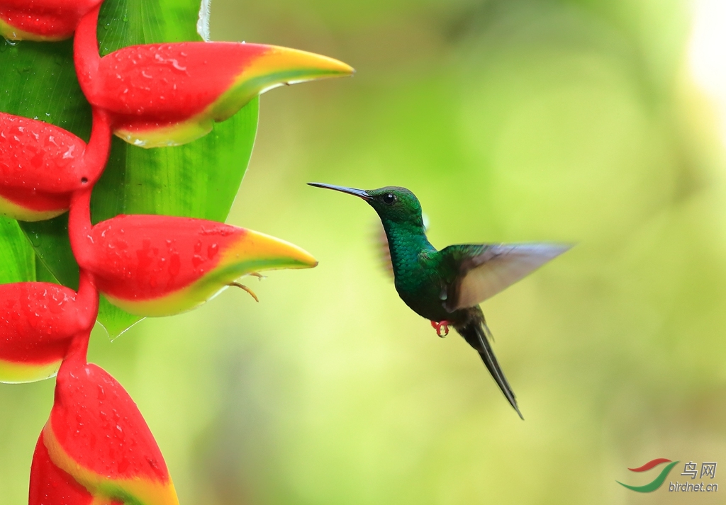 �̶��Է���Green-crowned Brilliant_����.jpg