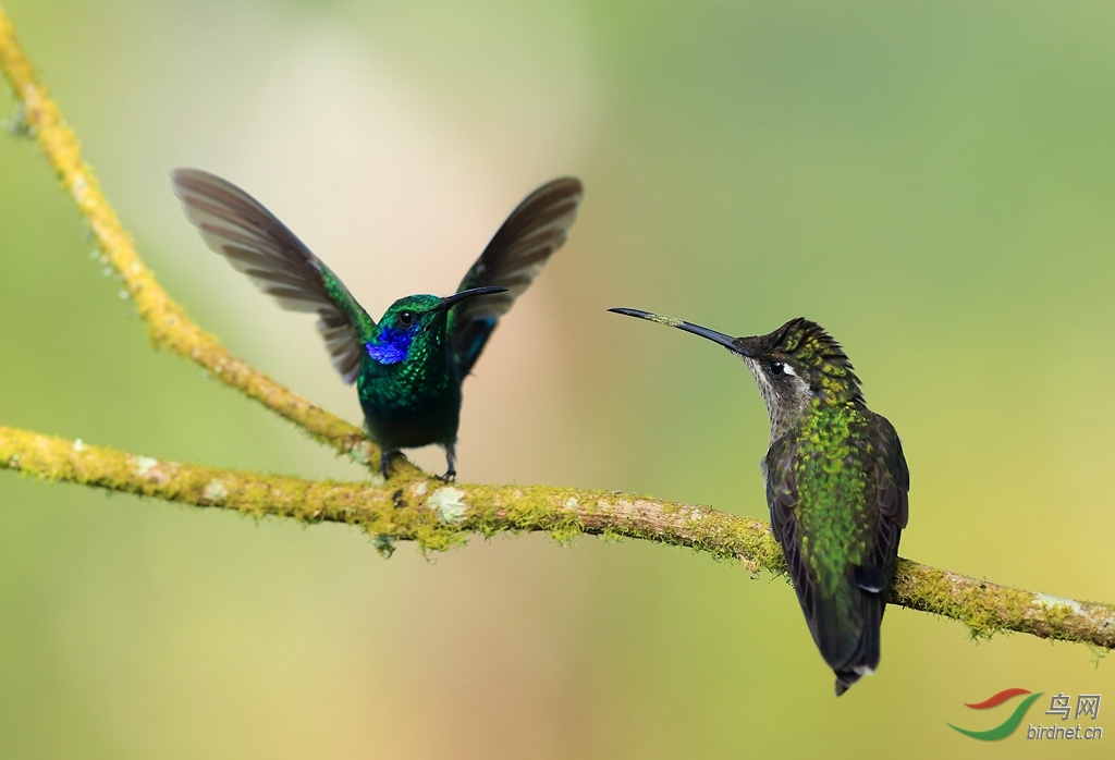 ���϶�����Green Violetear.jpg