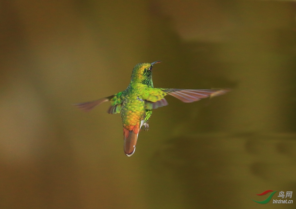 ͭͷ������Coppery-headed Emerald.jpg