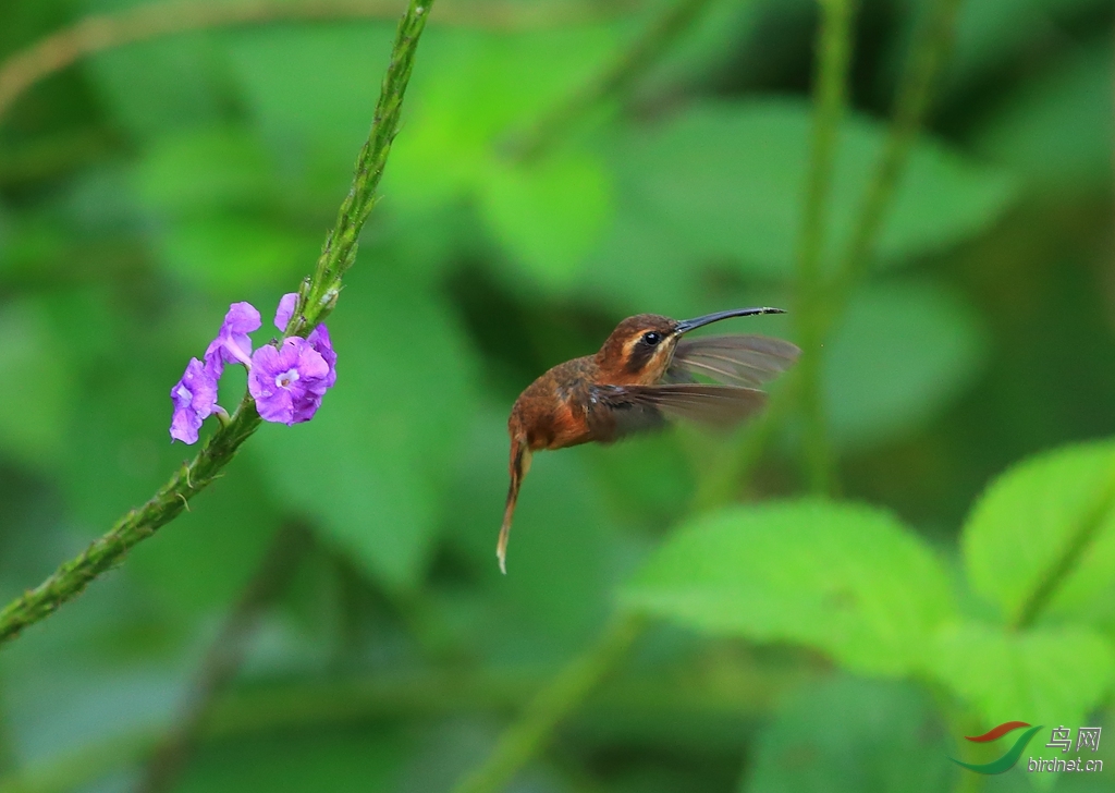 �ƺ�������Stripe-throated Hermit.jpg