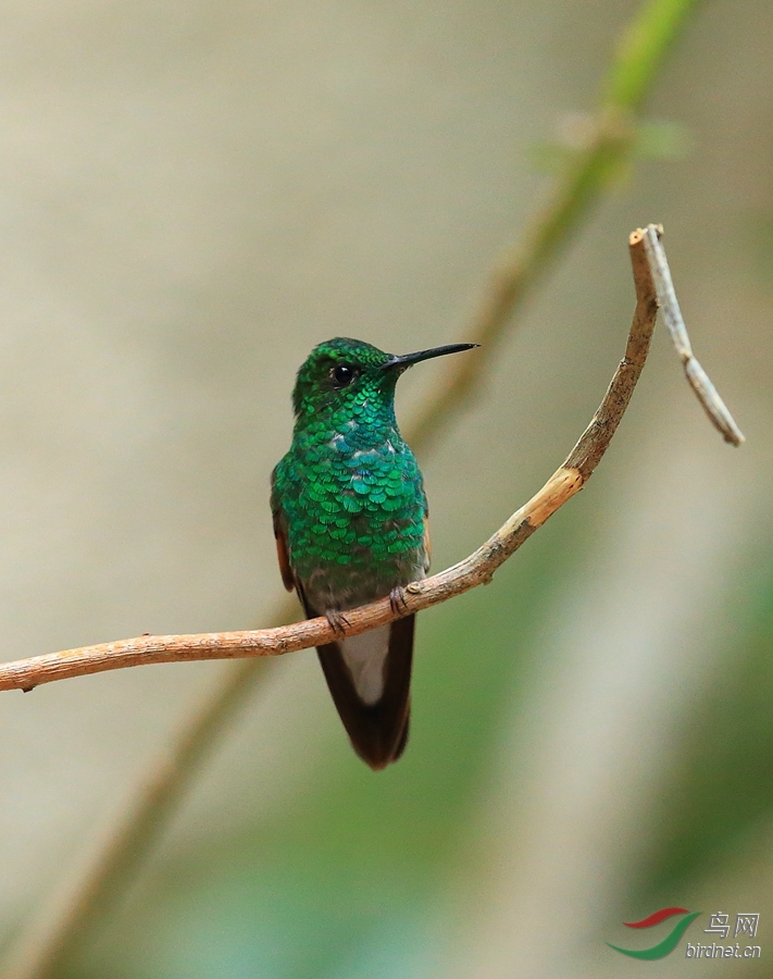 ��β����Stripe-tailed Hummingbird.jpg