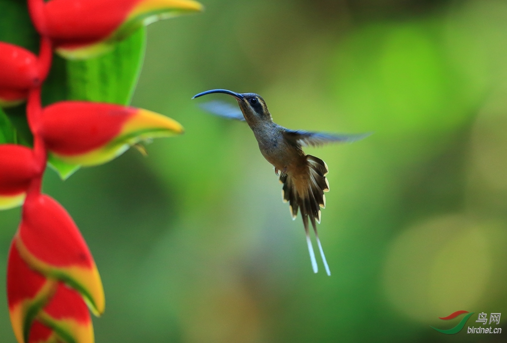 ����β������Long-billed Hermit.jpg
