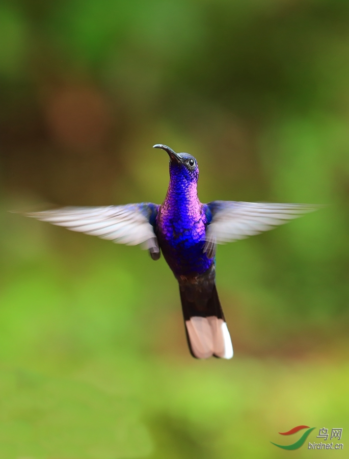 �ϵ������Violet Sabrewing.jpg