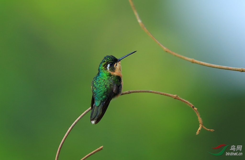 �Ϻ���ʯ�����Purple-throated Mountain-gem_����.jpg