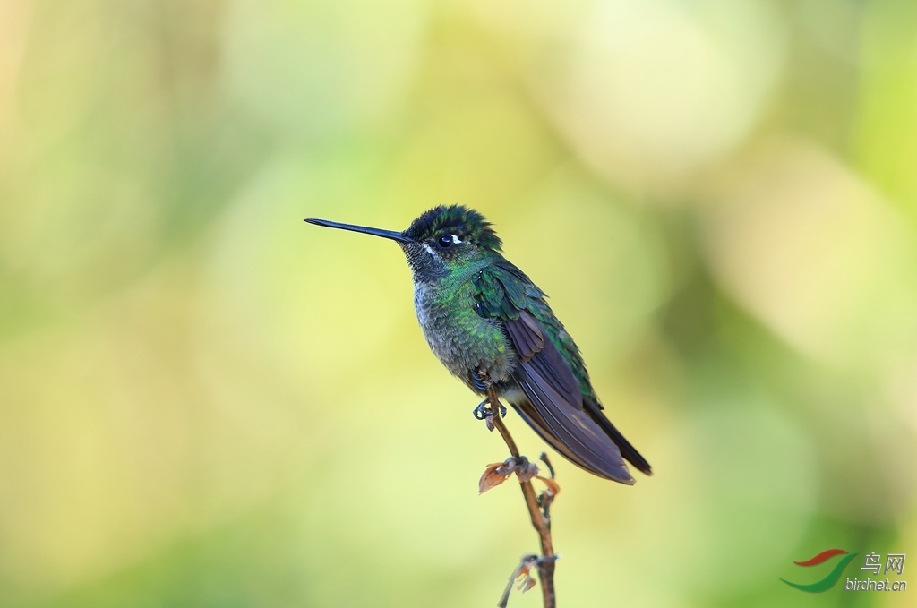 ��ͷ����Violet-headed Hummingbird.jpg