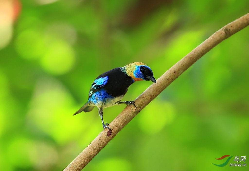 ��ͷ�Ƽ���ȸGolden-hooded Tanager.jpg