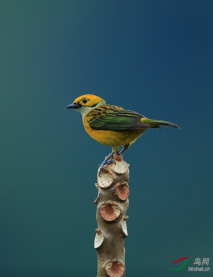 �����Ƽ���ȸSilver-throated Tanager.jpg