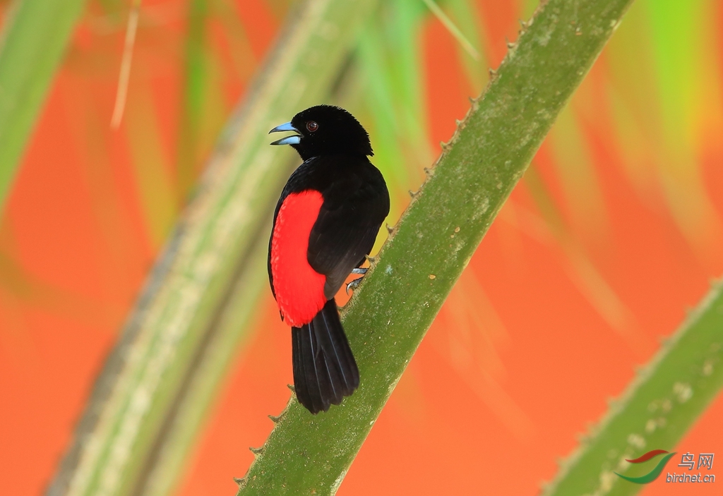 ������������ȸPasserini\\'s Tanager.jpg