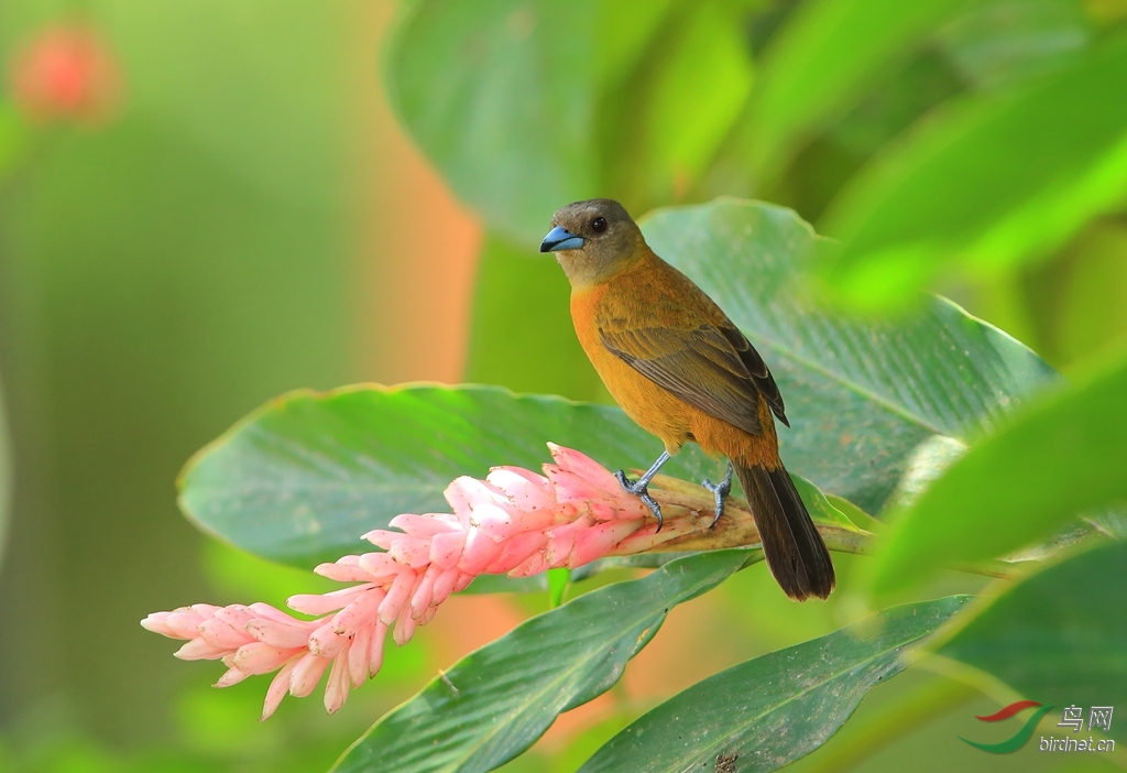 ������������ȸ��Passerini\\'s Tanager_����.jpg