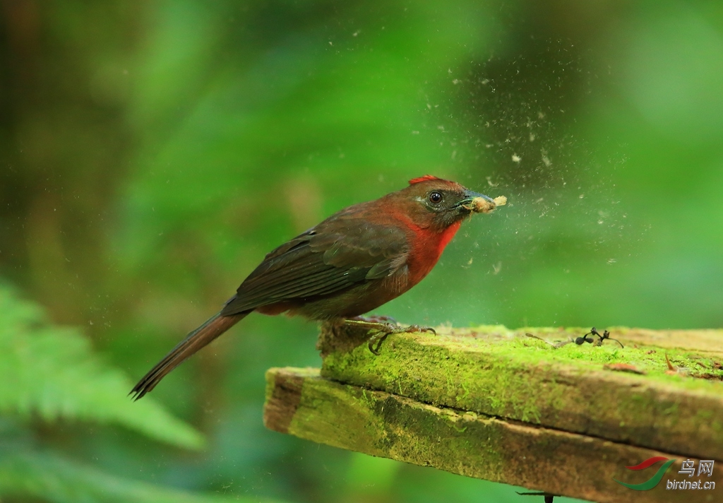 ���������ȸRed-throated Ant-Tanager.jpg
