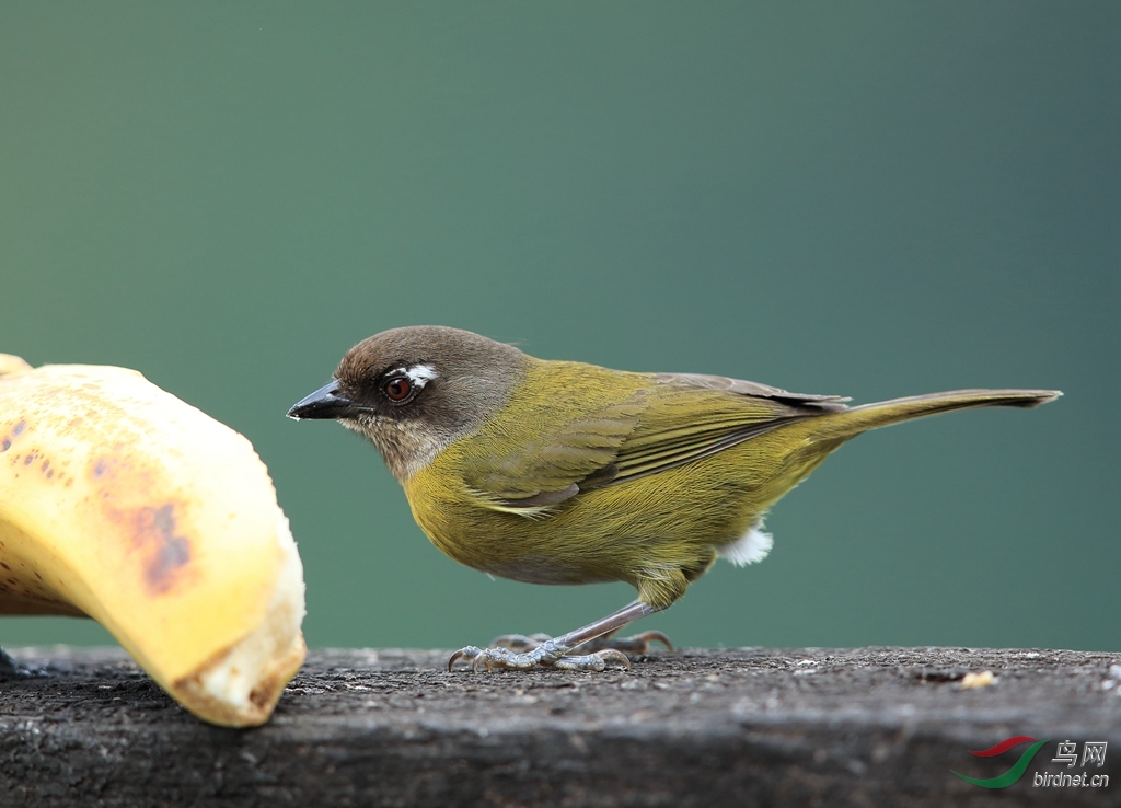 �������ȸCommon Bush-Tanager_����.jpg