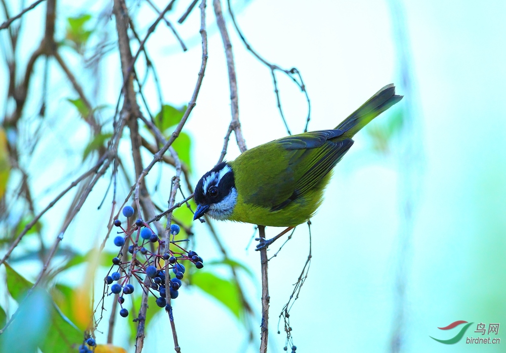 �ڶ��������ȸSooty-capped Chlorospingus.jpg