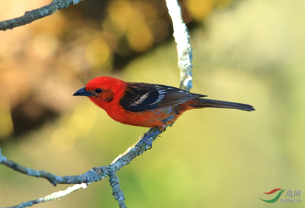 ����������ȸFlame-colored Tanager.jpg