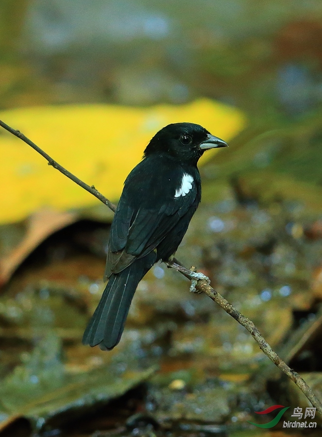 �׼������ȸWhite-shouldered Tanager.jpg