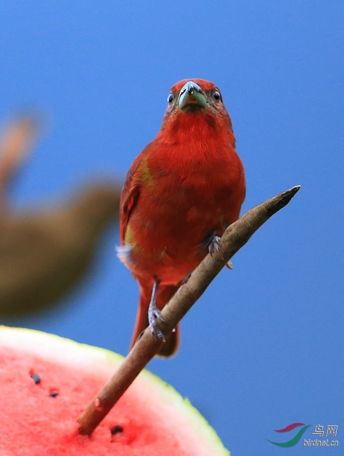 ����������ȸHepatic Tanager.jpg