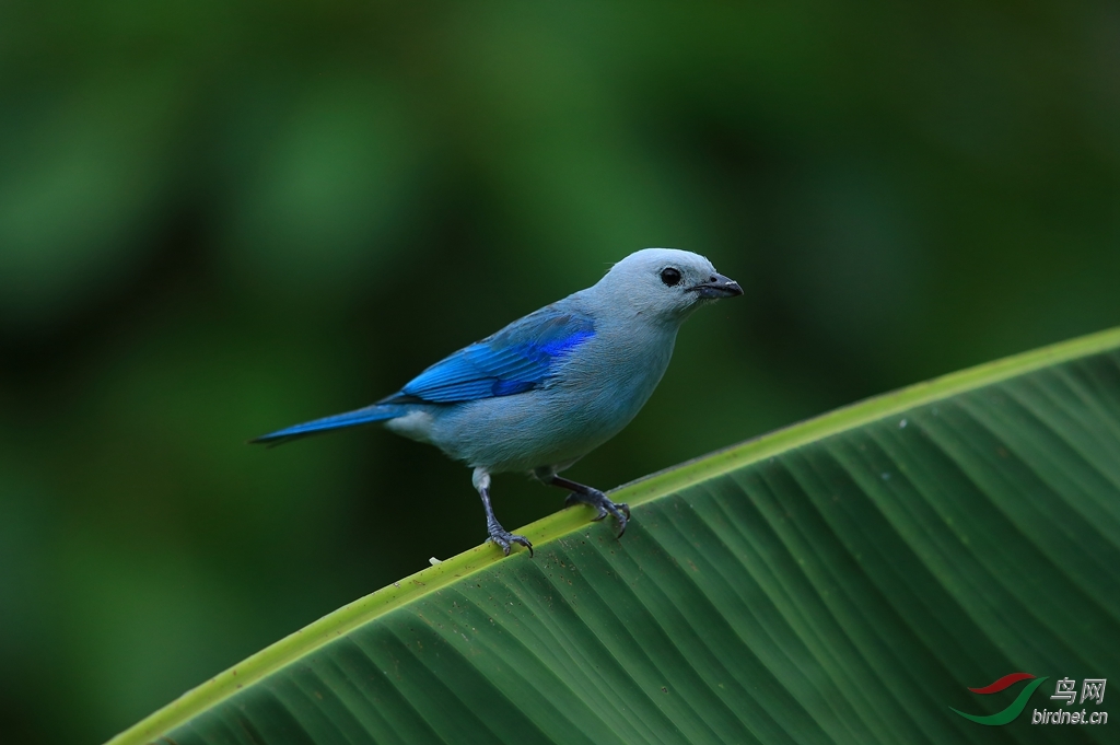 �������ȸBlue-grey Tanager_����.jpg
