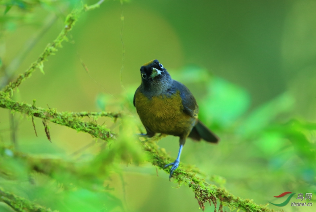 ��������ȸDusky-faced Tanager.jpg