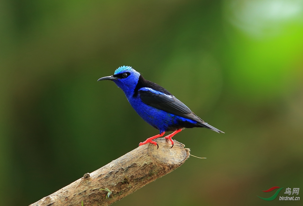 �������ȸRed-legged Honeycreeper.jpg
