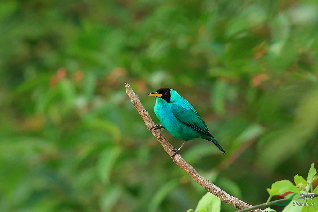 ������ȸGreen Honeycreeper_����.jpg