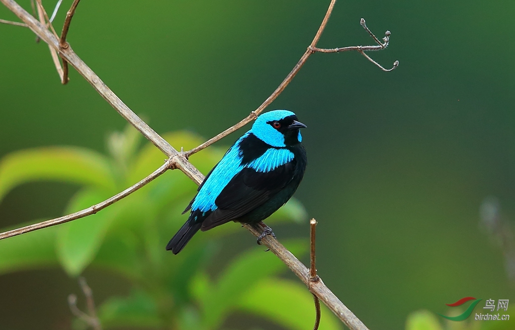 ����׶��ȸScarlet-thighed Dacnis.jpg