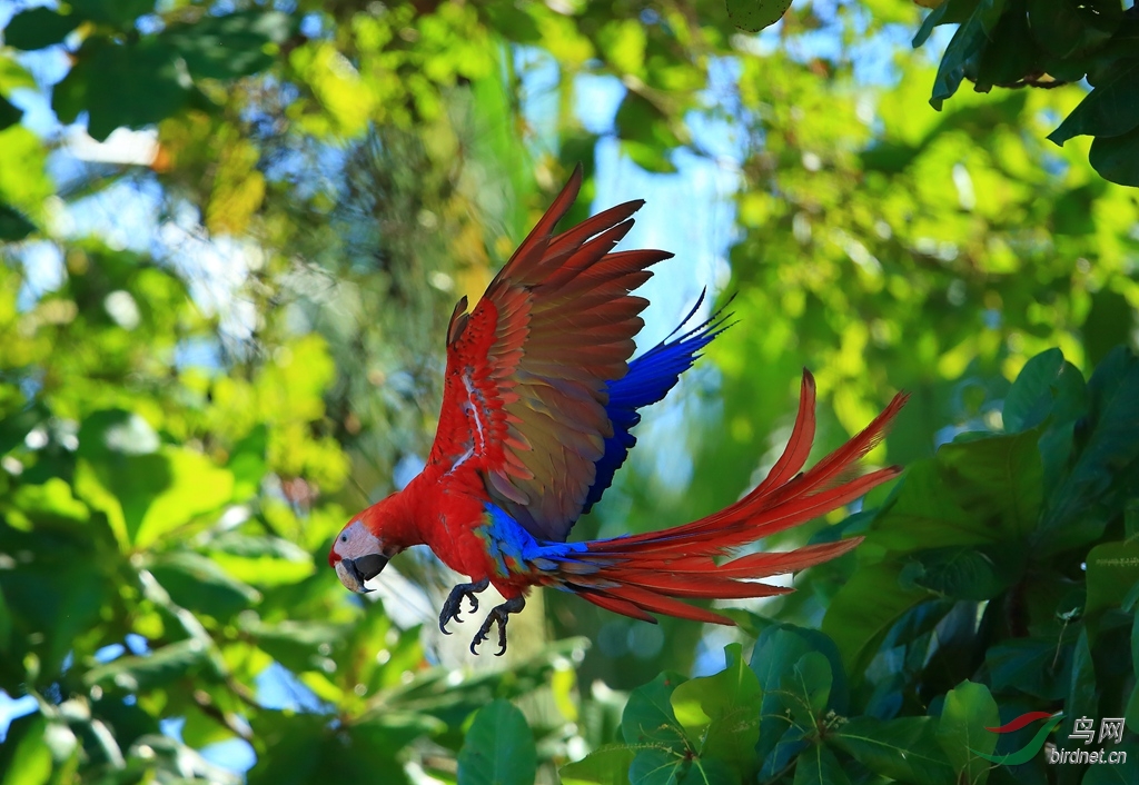 �������Scarlet Macaw_����.jpg