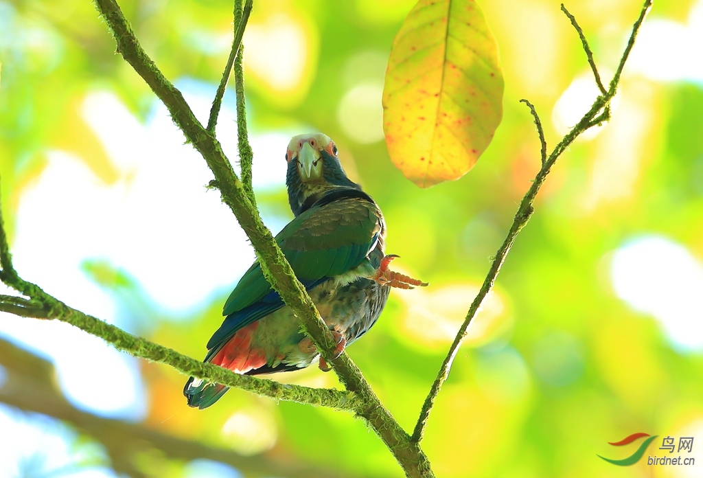 �׹��и�White-crowned Parrot.jpg