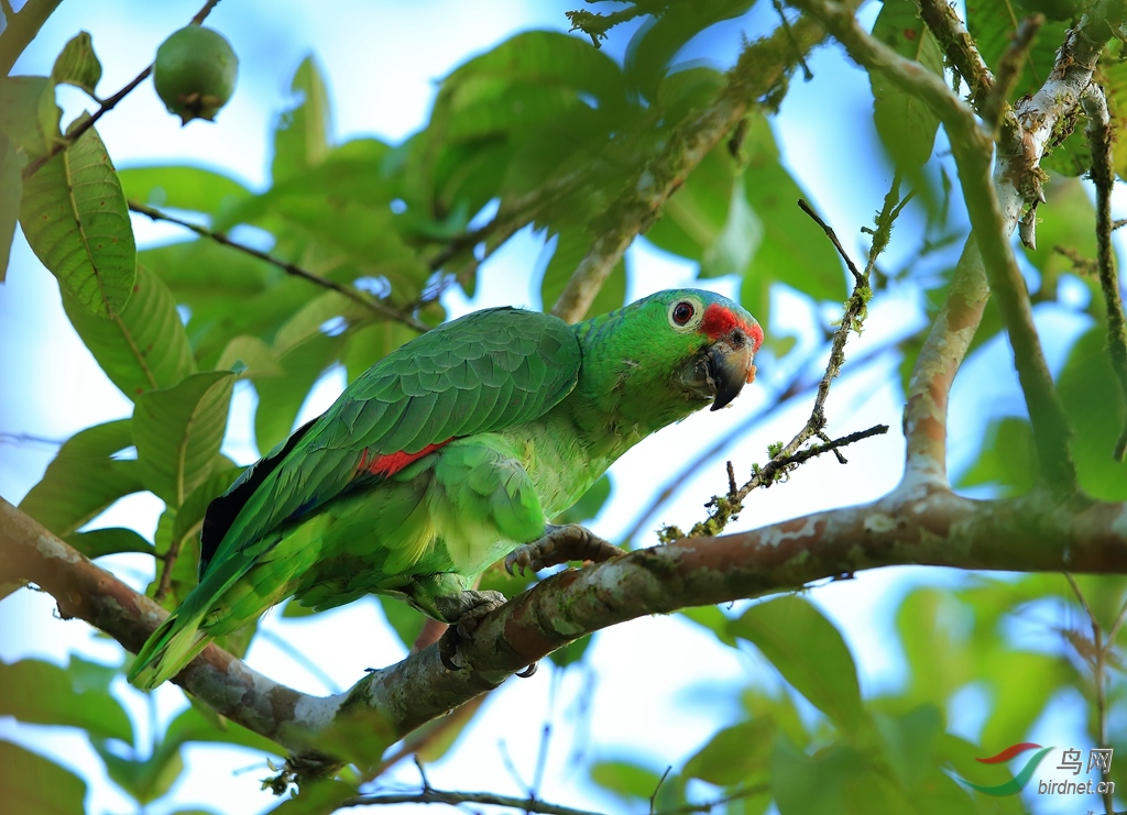 �����и�Red-lored Parrot.jpg