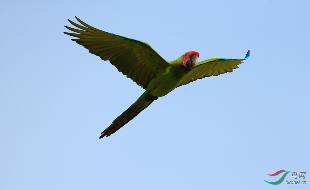 ���̽������Great Green Macaw.jpg