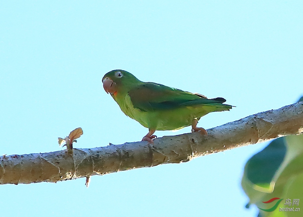 ����и�Orange-chinned Parakeet.jpg