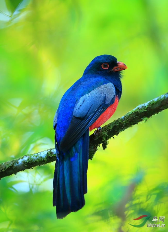 ��β����ҧ��Slaty-tailed Trogon.jpg
