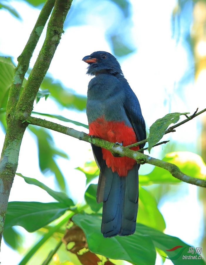 ��β����ҧ���Slaty-tailed Trogon_����.jpg