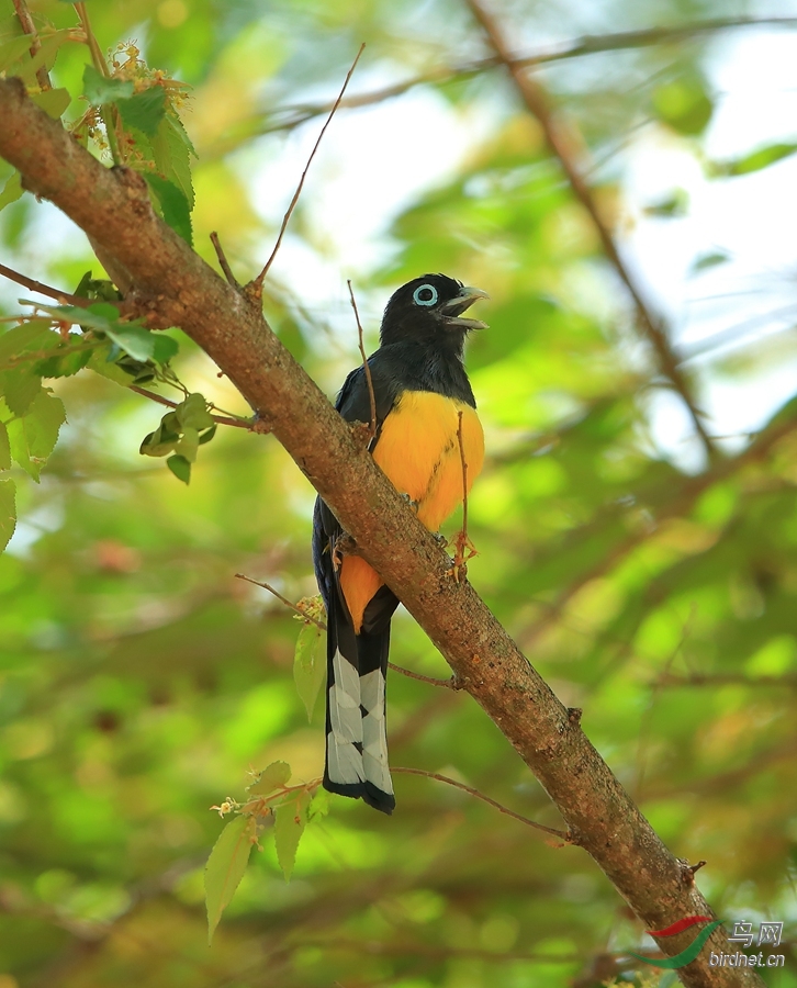 ��ͷ����ҧ��Black-headed Trogon.jpg