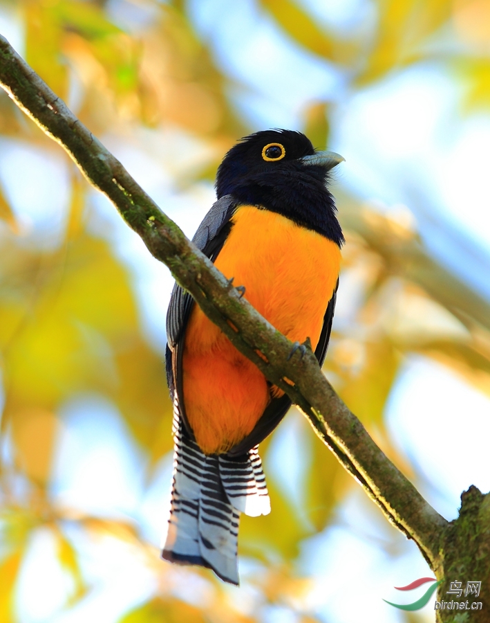 ��β����ҧ��Gartered Trogon.jpg