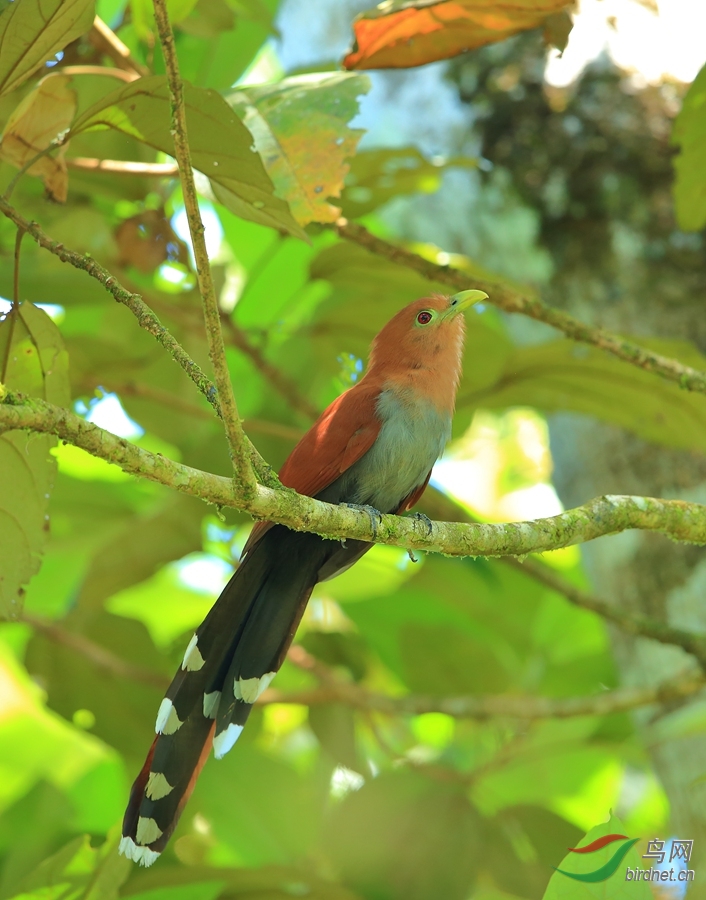 �Ҹ��ؾ�Squirrel Cuckoo_����.jpg