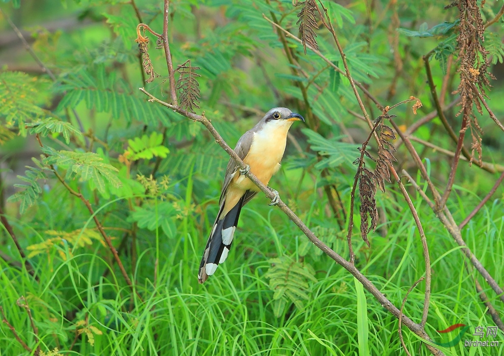 �������޾�Mangrove Cuckoo.jpg