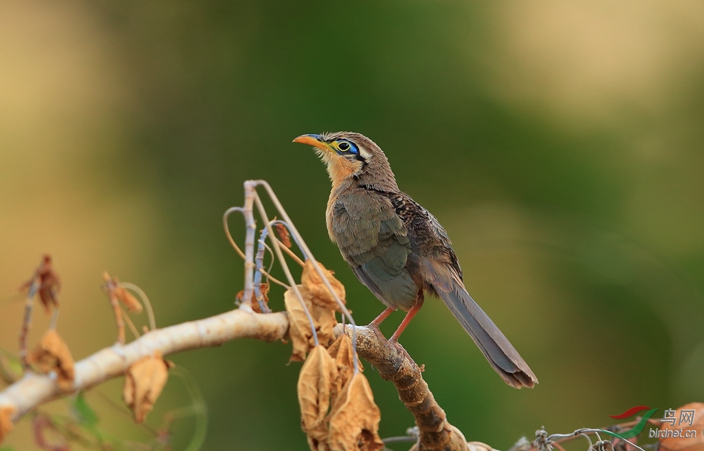 С�ؾ�Lesser Ground-Cuckoo.jpg