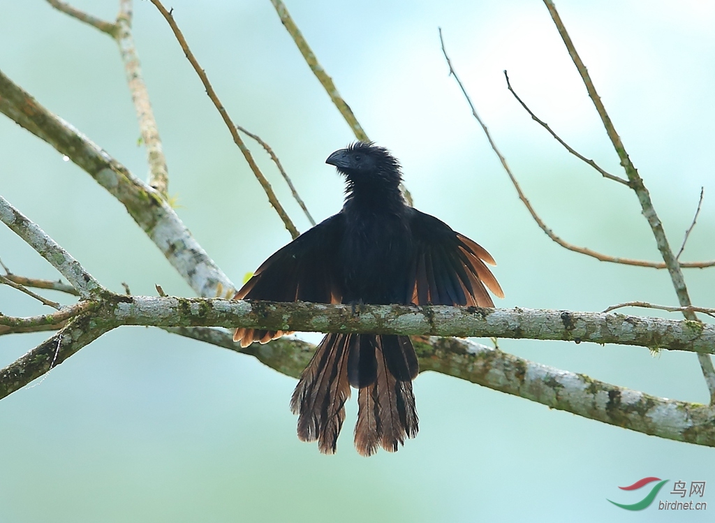 ����Ϭ��Groove-billed Ani.jpg