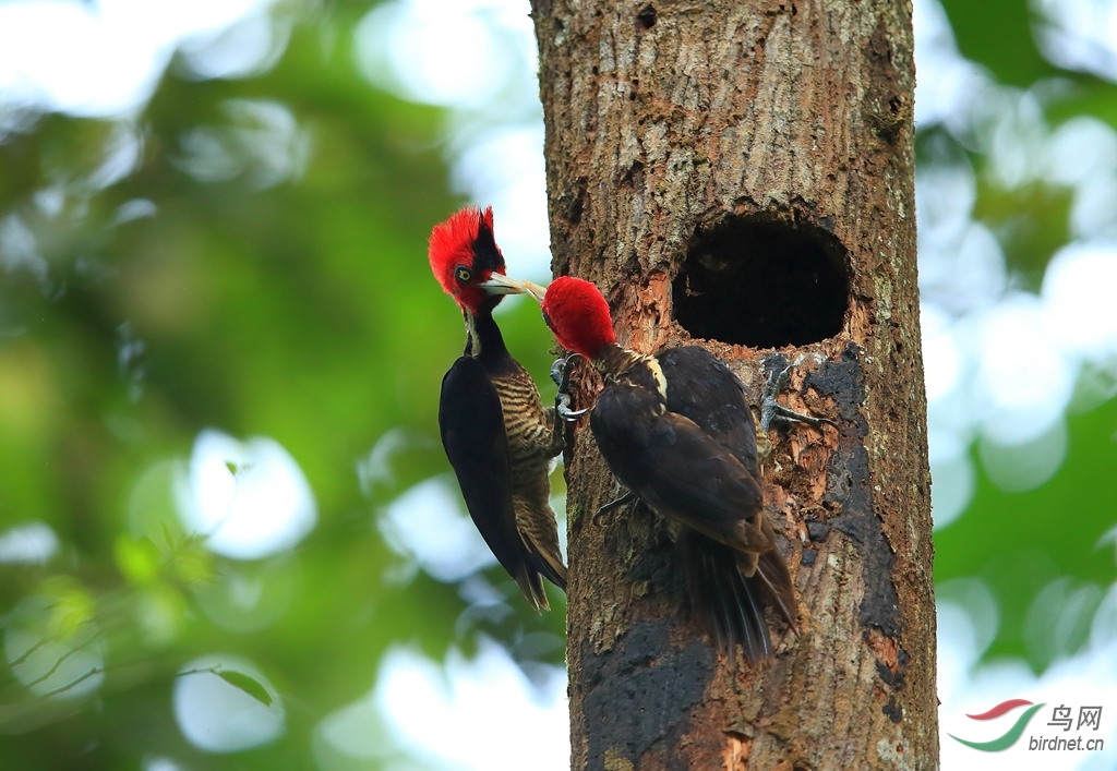 ������ľ��Pale-billed Woodpecker.jpg