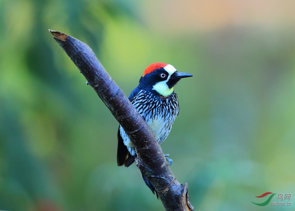������ľ��Acorn Woodpecker.jpg