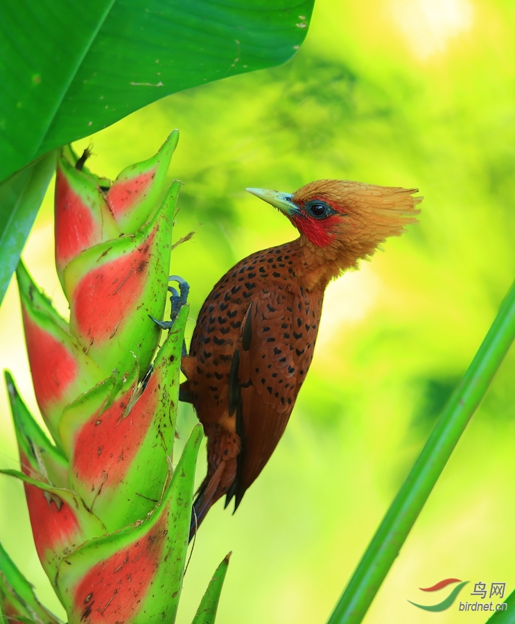 ��������ľ��Chestnut-colored Woodpecker.jpg