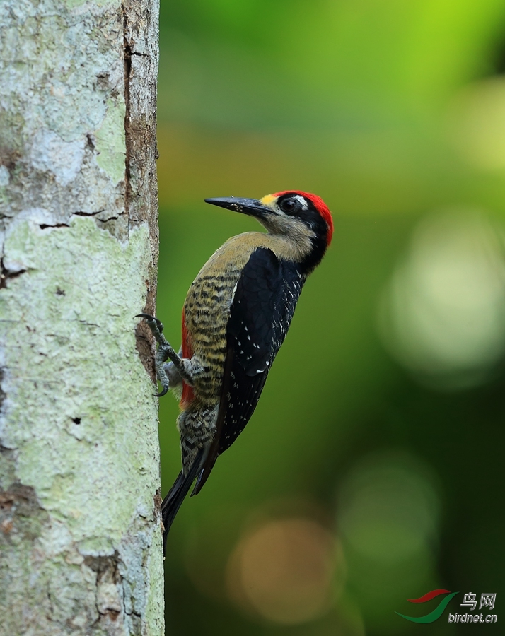 �ڼ���ľ��Black-cheeked Woodpecker.jpg
