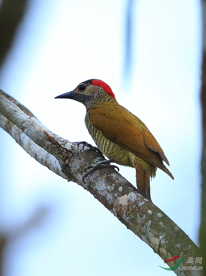 ��ԭ��ľ���Golden-olive Woodpecker.jpg