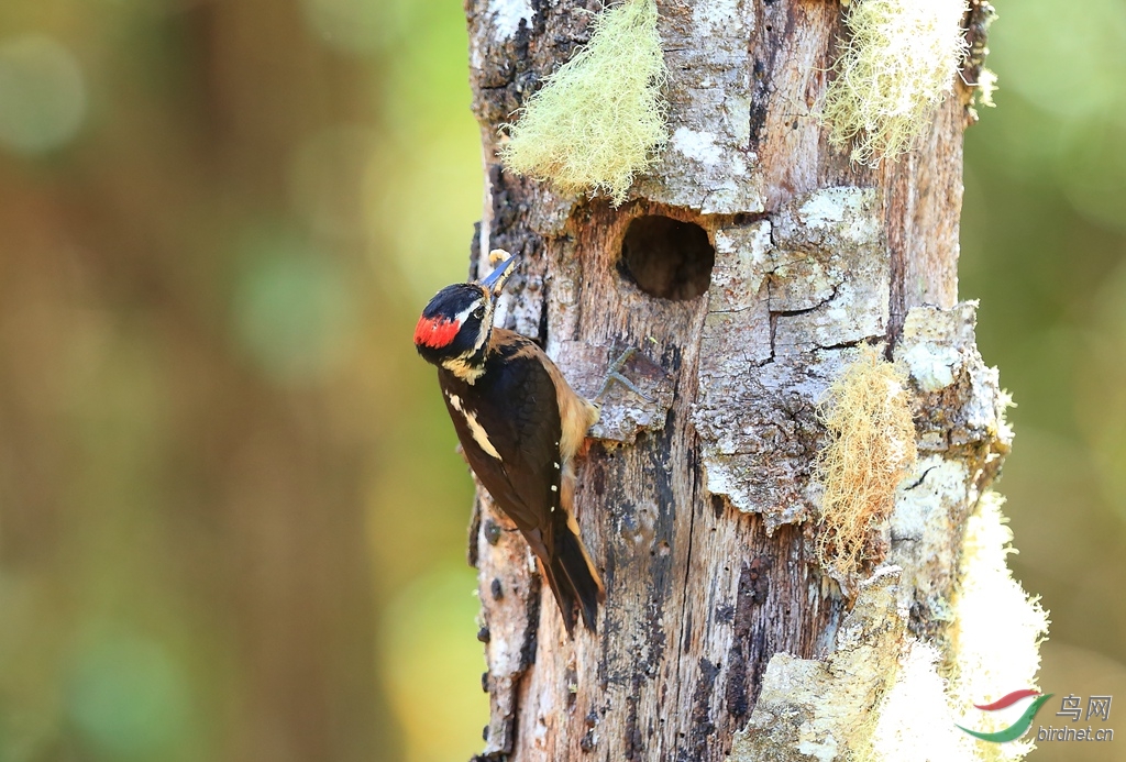 ������ľ��Hairy Woodpecker.jpg
