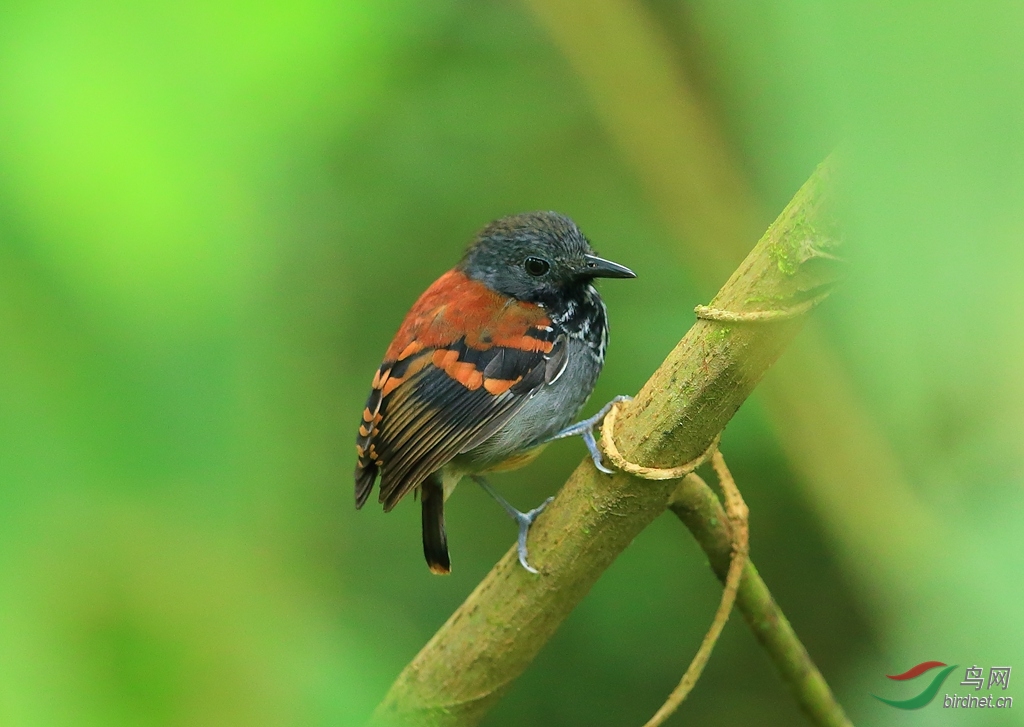 �������Spotted Antbird.jpg